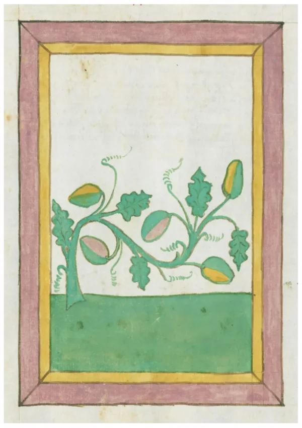 Johannes Hartlieb’s Book of Herbs (1462)2