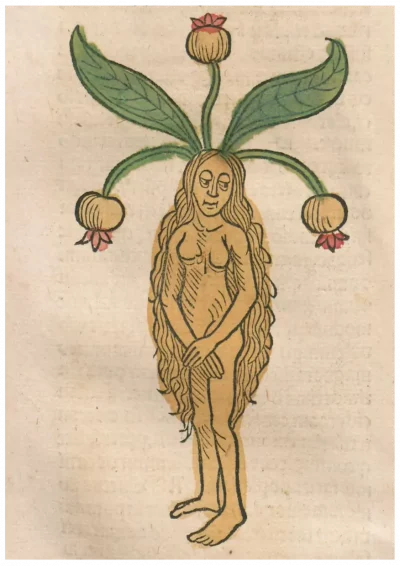 Mandrake Woman
