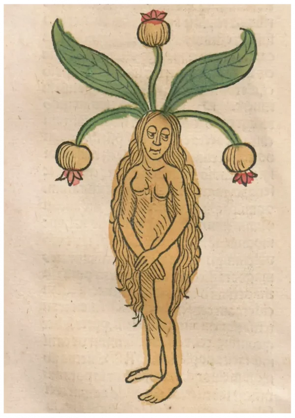 Mandrake Woman