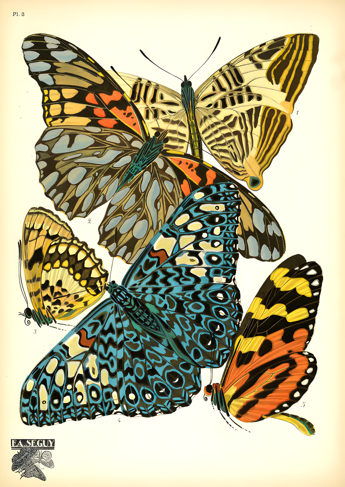 Papillon2
