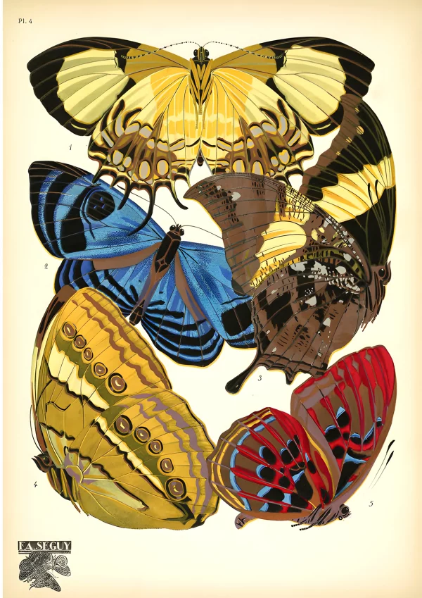Papillon3