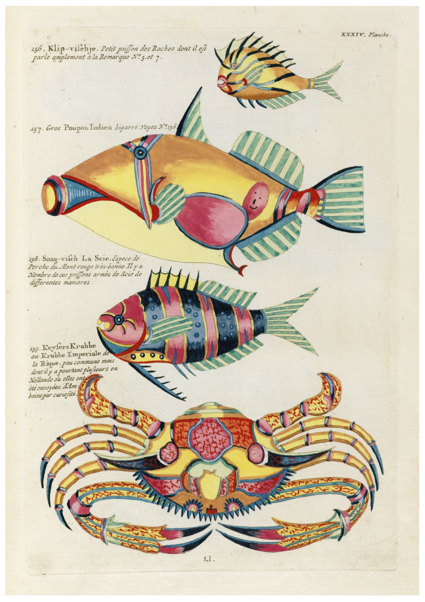 Poissons, ecrevisses et crabes, de diverses couleurs et figures extraordinaires.(1718-1719) 4